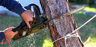 How Our Tree Care Process Works  in  Cloverly, MD