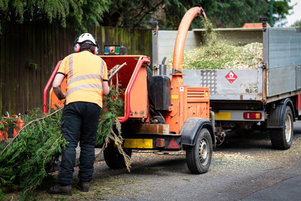 Reliable Cloverly, MD Tree Care Services Solutions